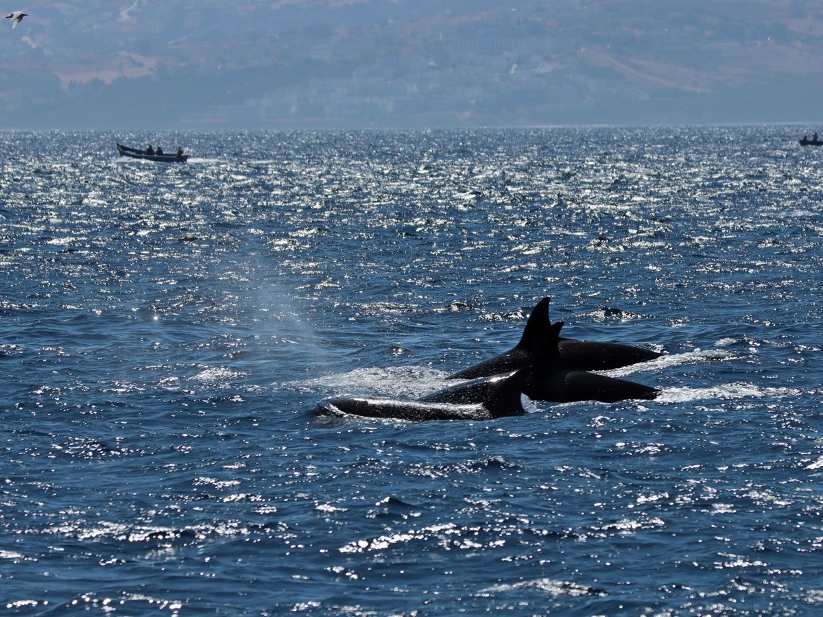 Orca's Straat van Gibraltar